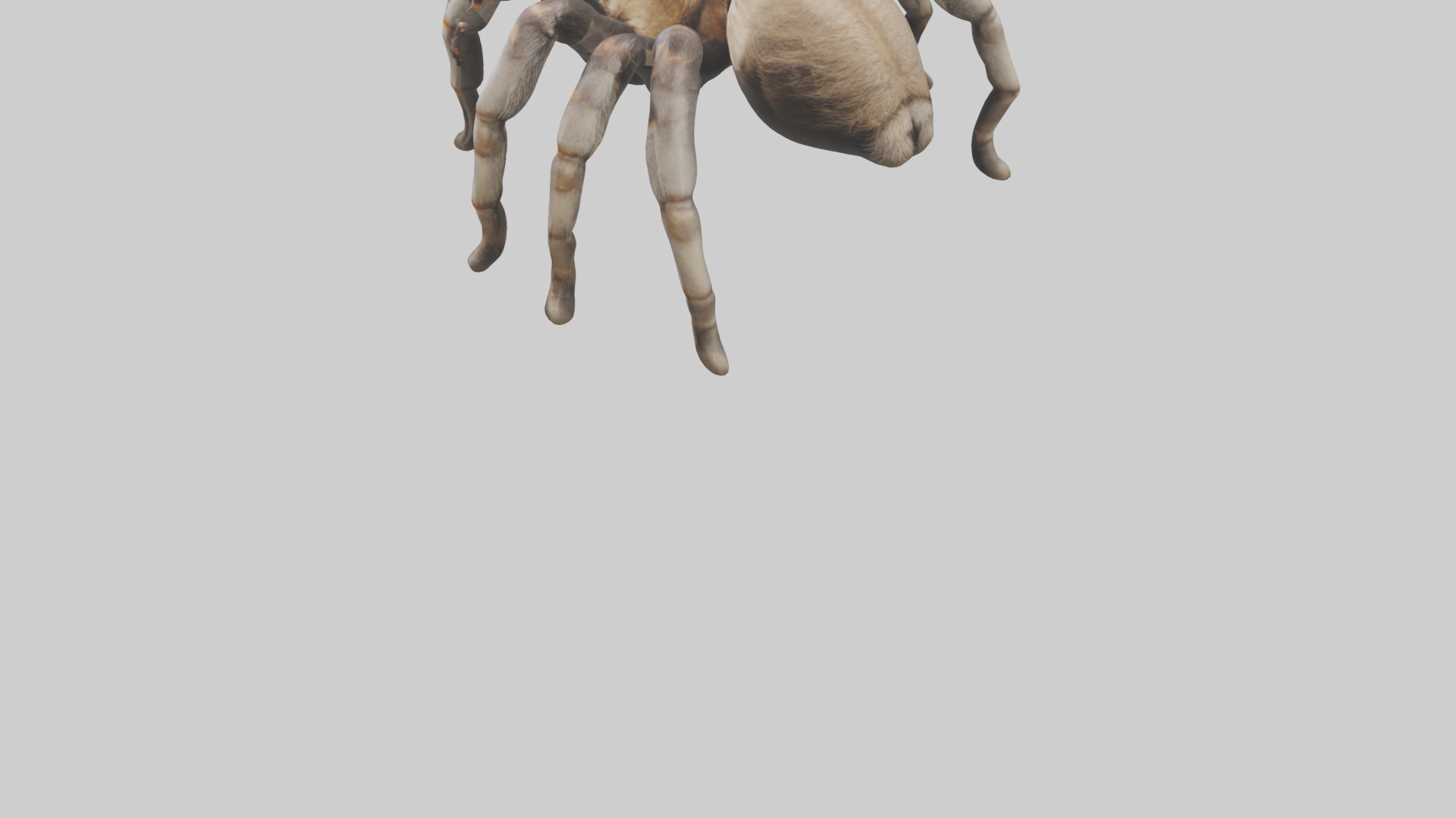 Tarantula Legs Model Low-poly 3D model_3