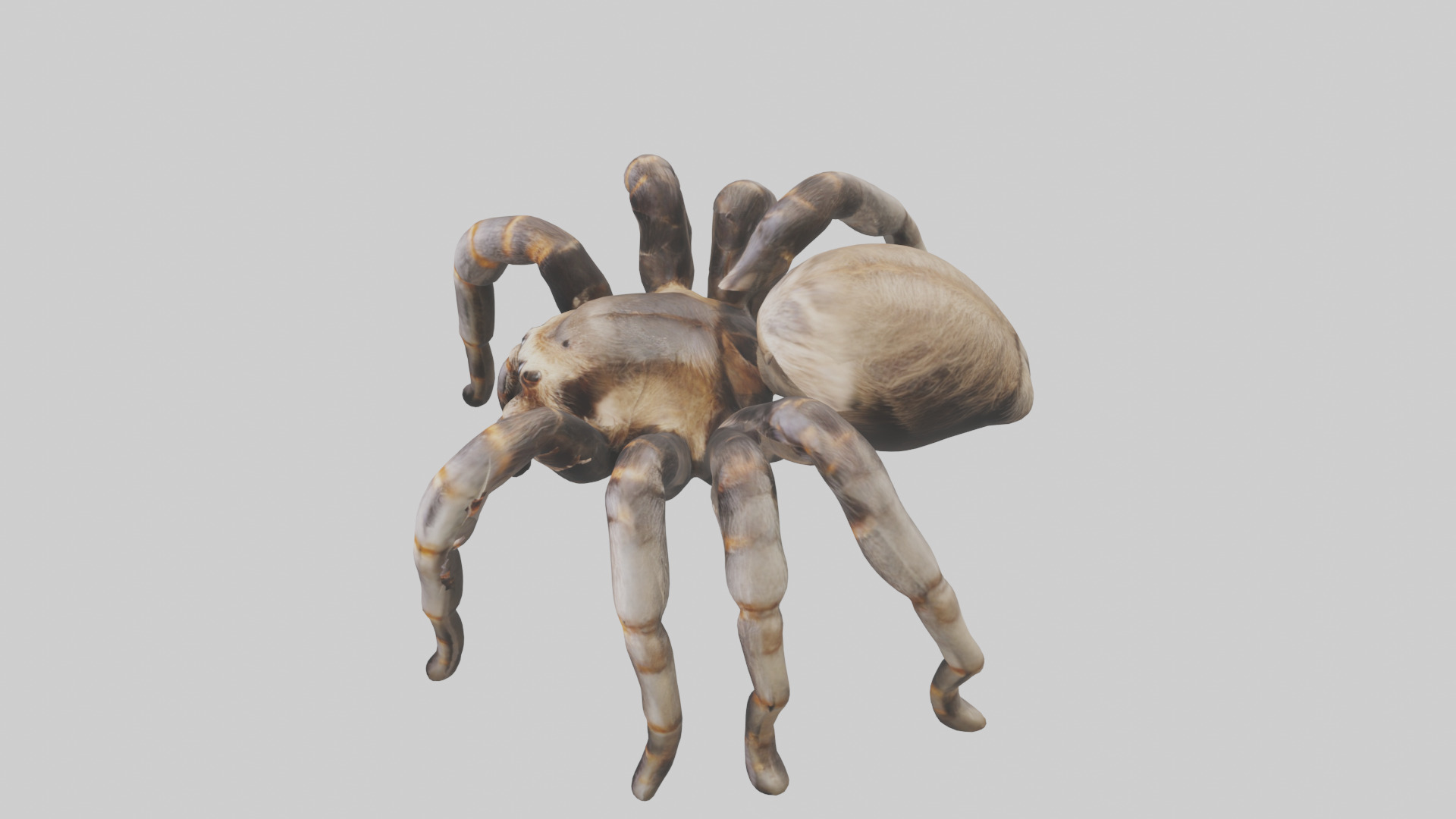 Tarantula Legs Model Low-poly 3D model_17