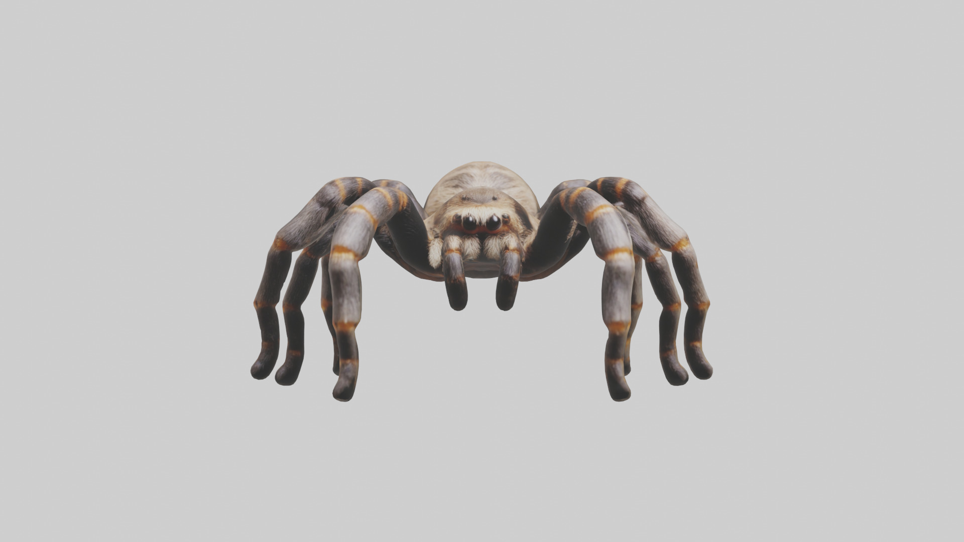 Tarantula Legs Model Low-poly 3D model_9