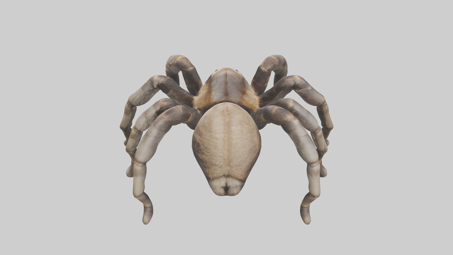 Tarantula Legs Model Low-poly 3D model_15