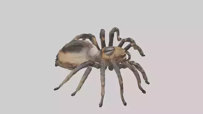 Tarantula Body