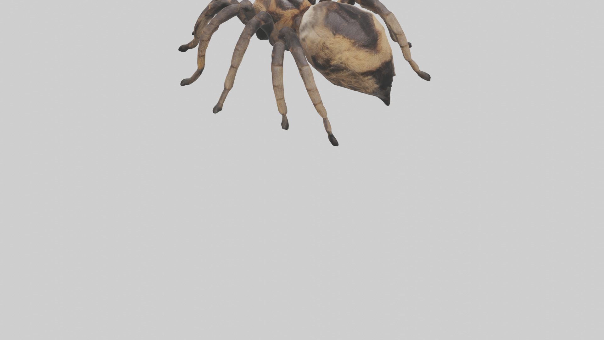 Tarantula Body Low-poly 3D model_5