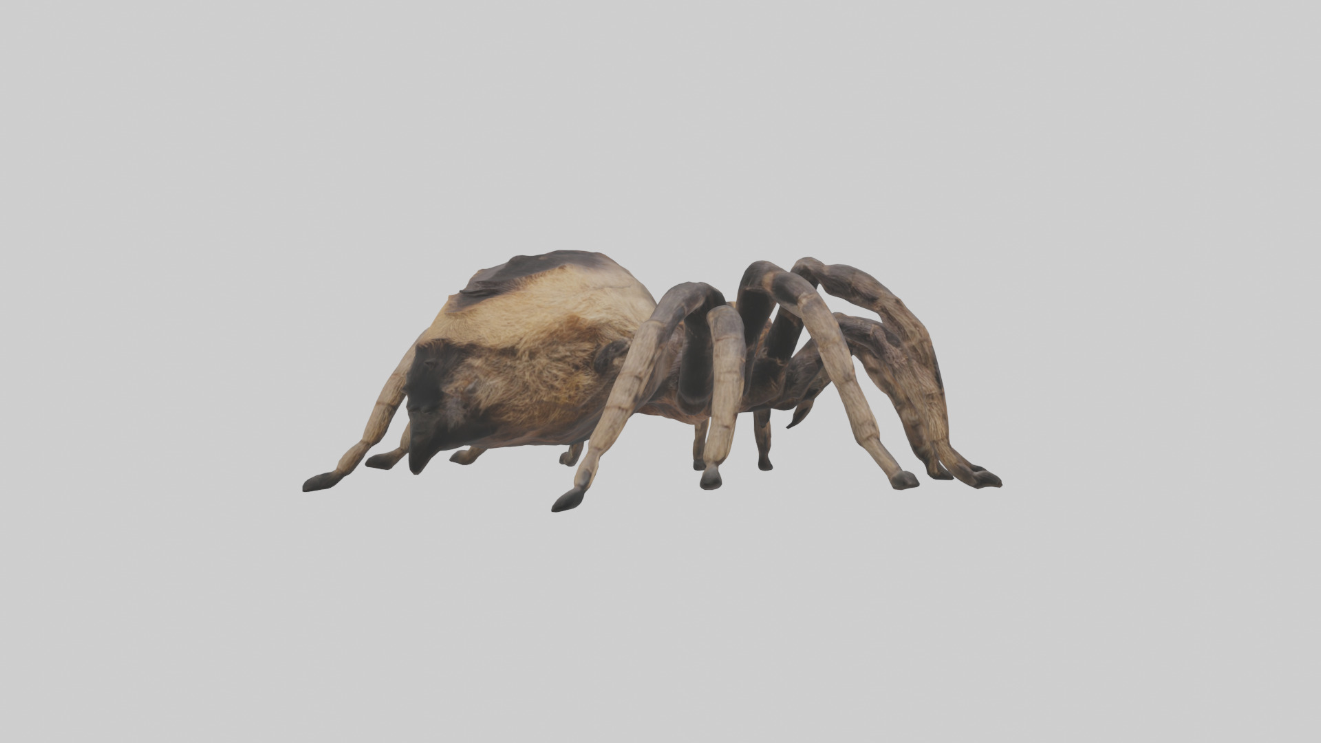 Tarantula Body Low-poly 3D model_4