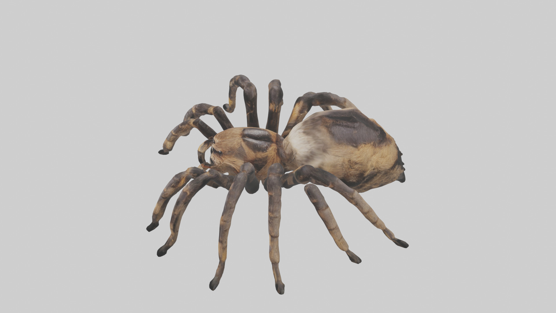 Tarantula Body Low-poly 3D model_18