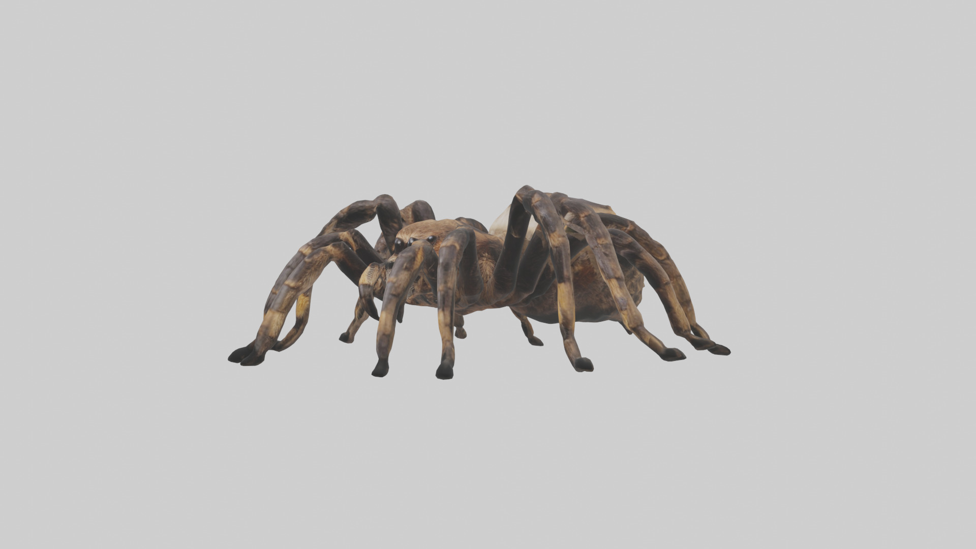 Tarantula Body Low-poly 3D model_10