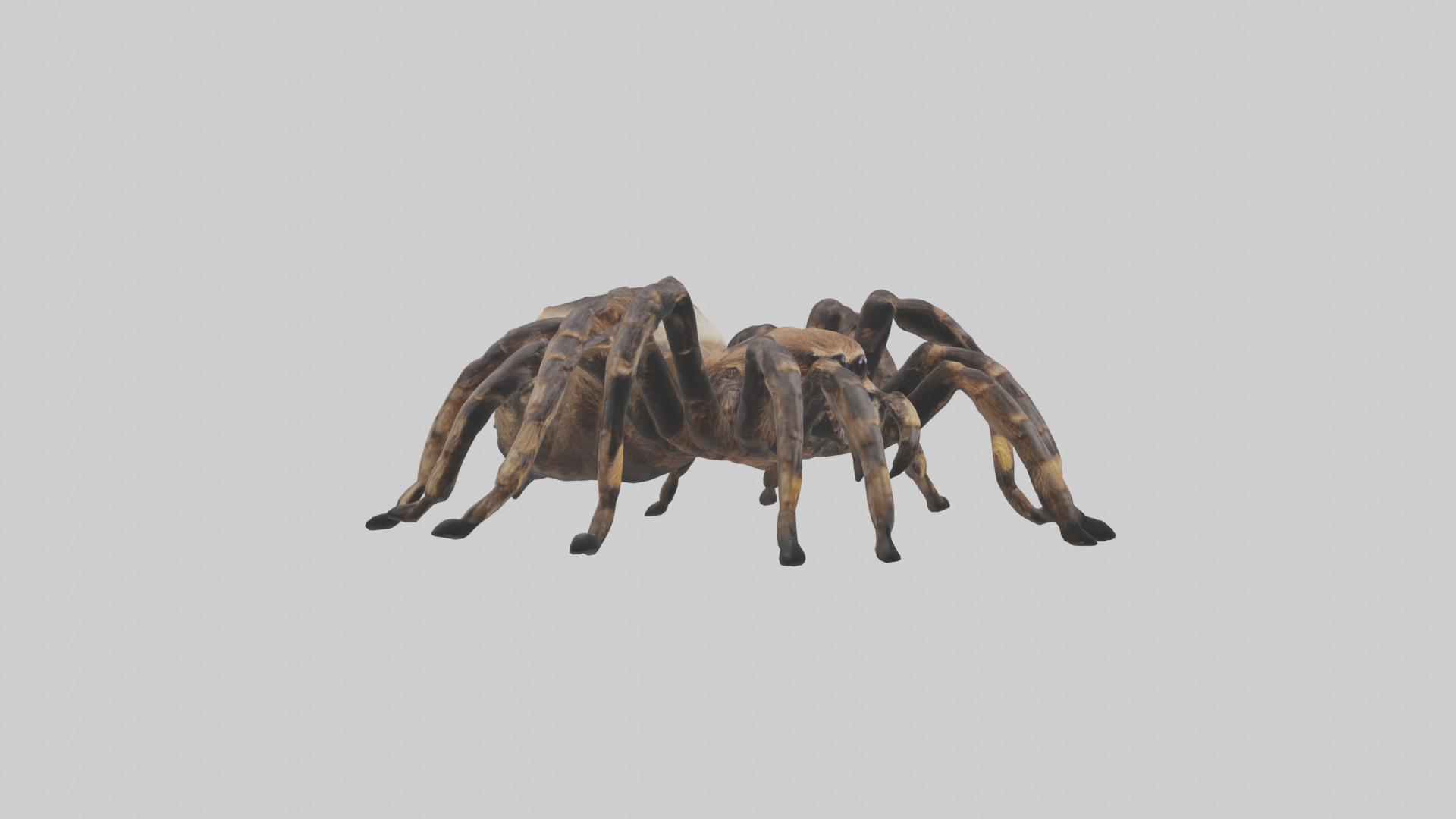 Tarantula Body Low-poly 3D model_13