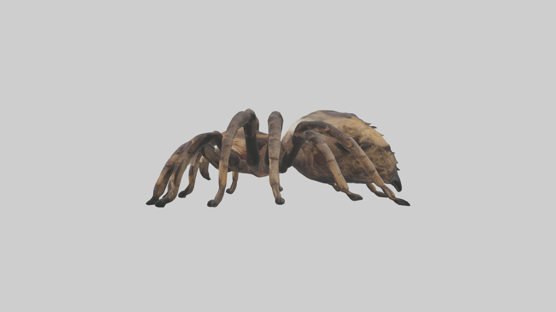 Tarantula Body Low-poly 3D model_14
