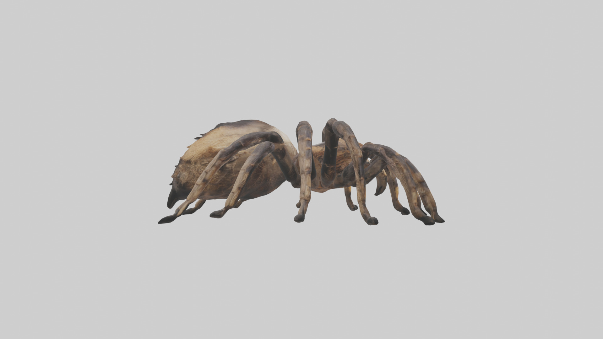 Tarantula Body Low-poly 3D model_15