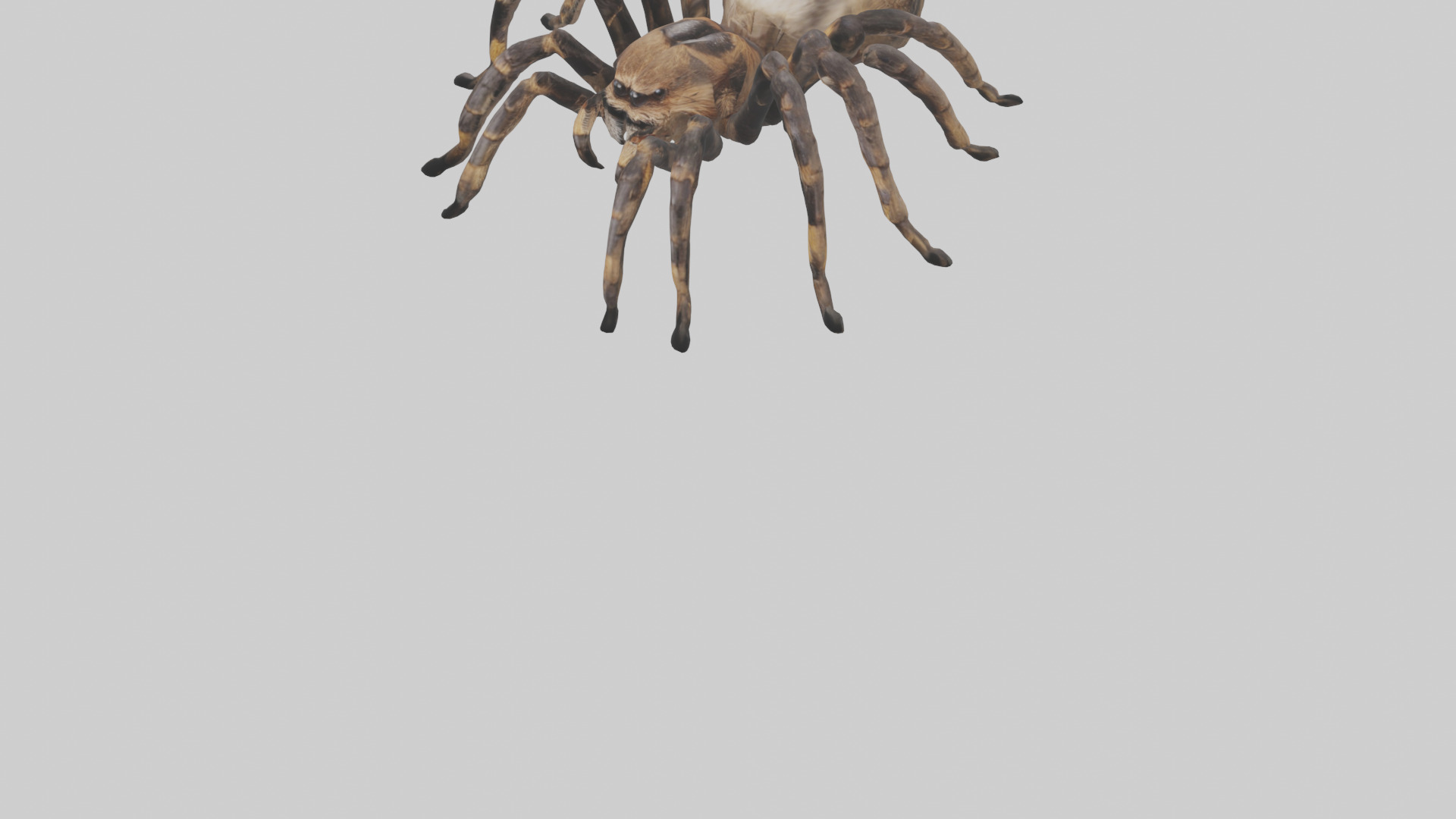 Tarantula Body Low-poly 3D model_7