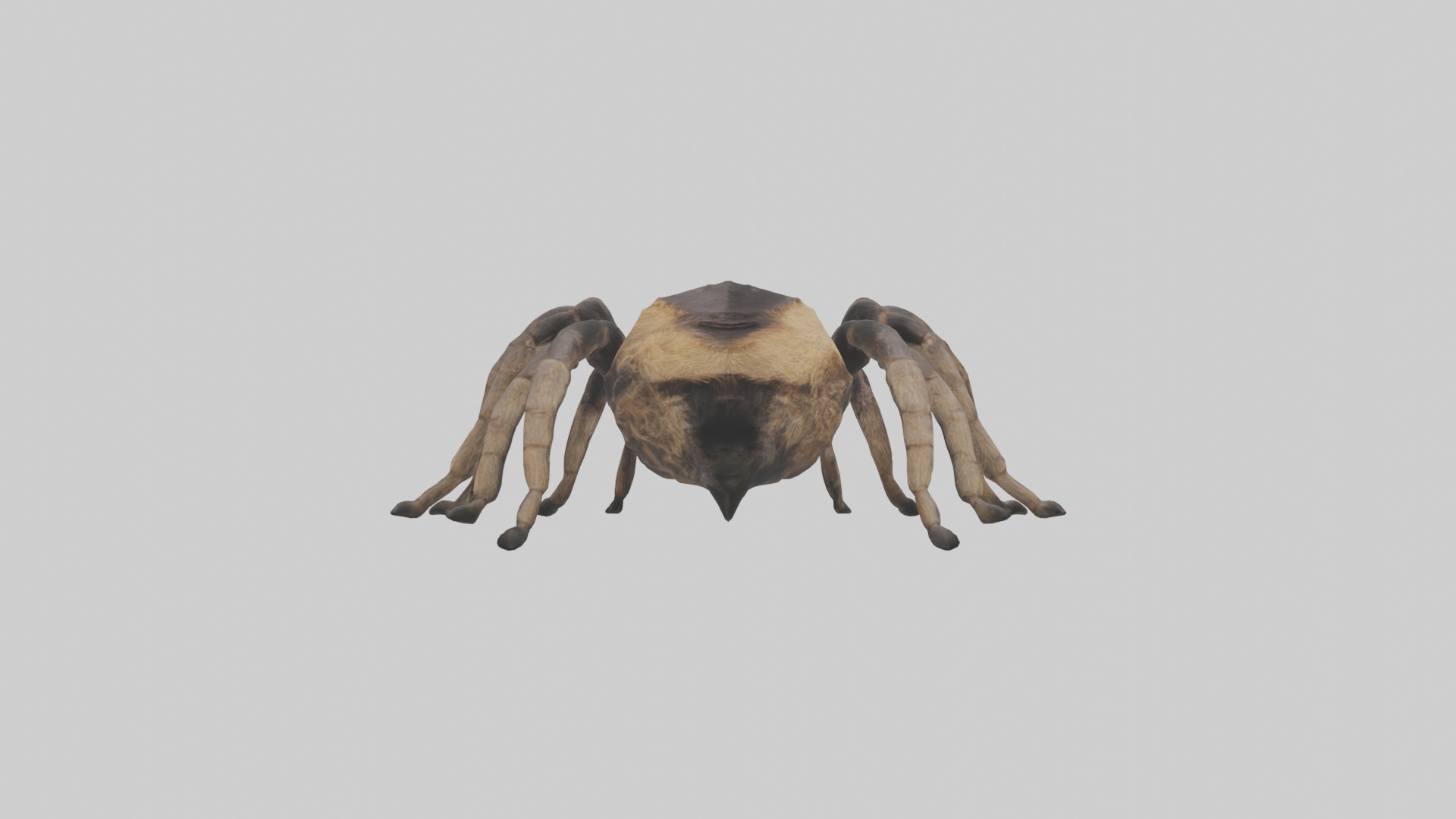Tarantula Body Low-poly 3D model_2