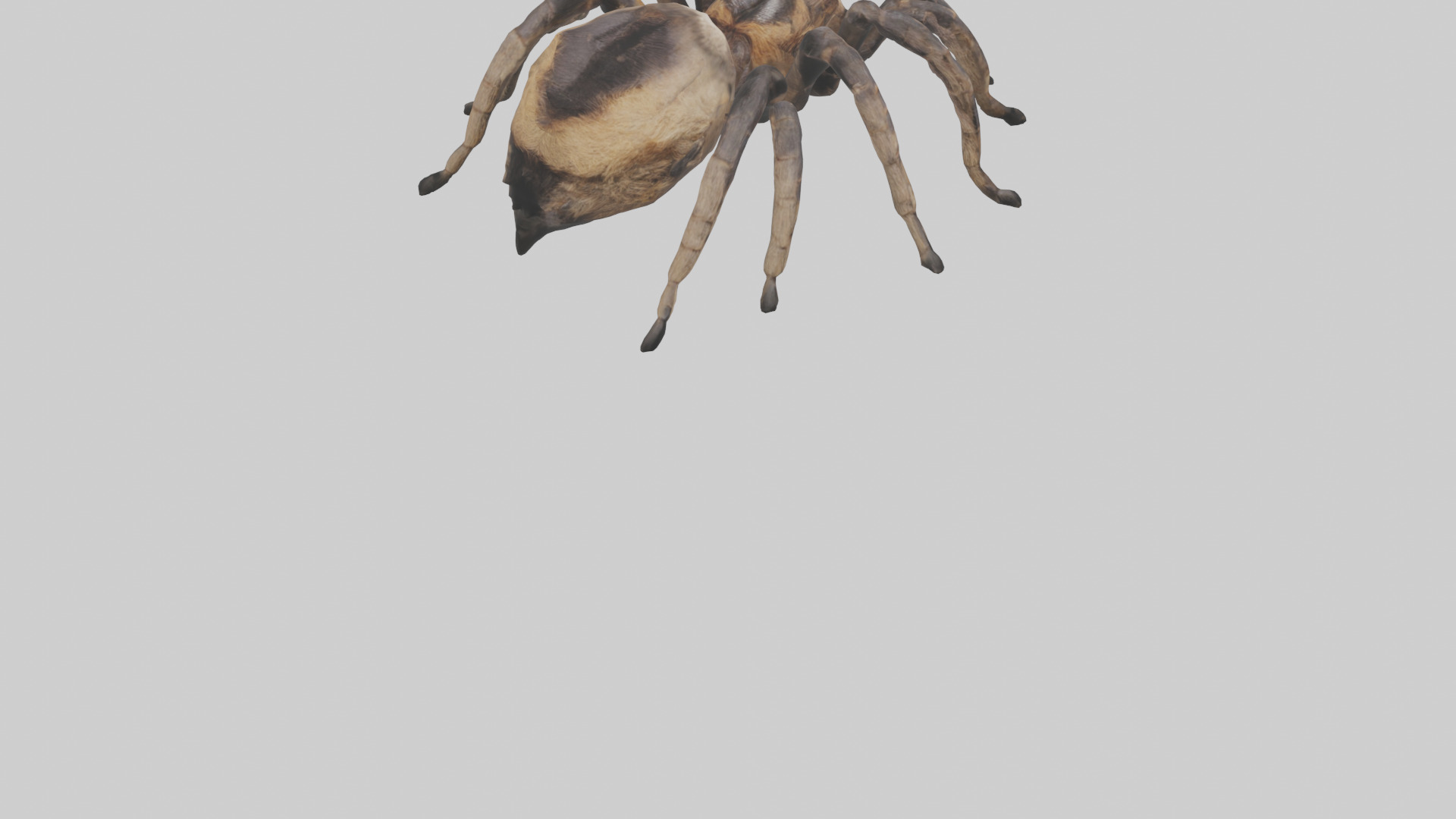 Tarantula Body Low-poly 3D model_6