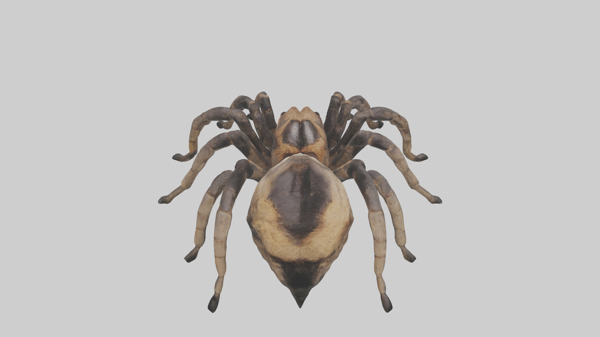 Tarantula Body Low-poly 3D model_1