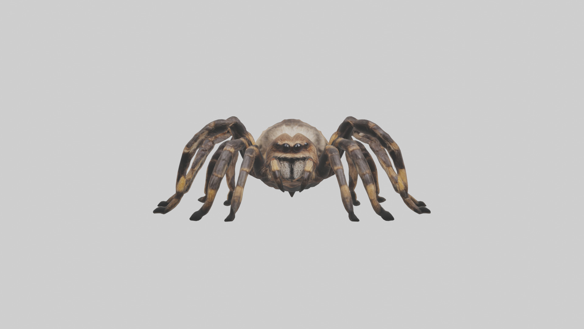 Tarantula Body Low-poly 3D model_11