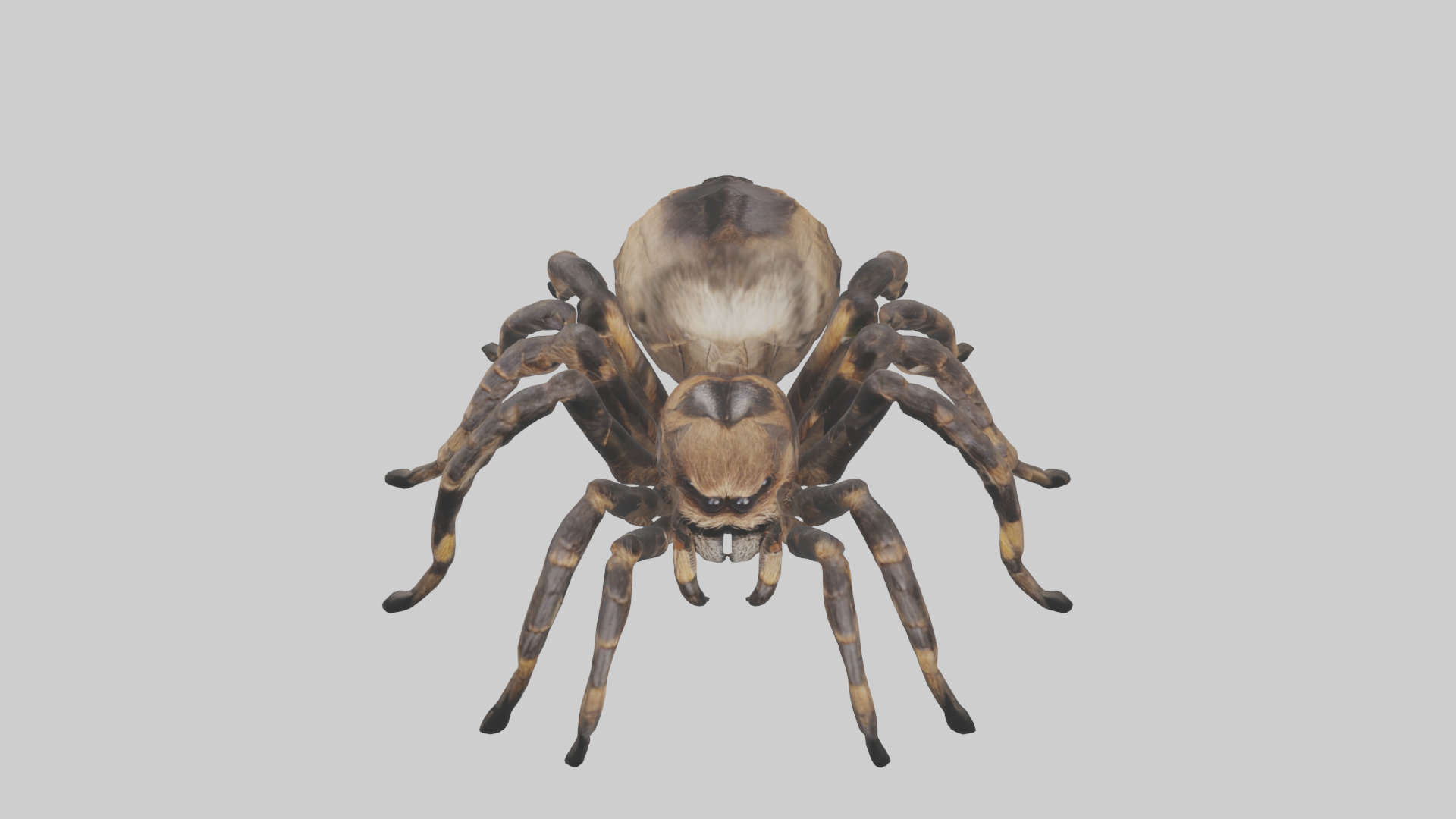 Tarantula Body Low-poly 3D model_17