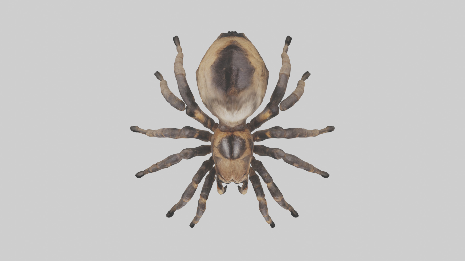 Tarantula Body Low-poly 3D model_16