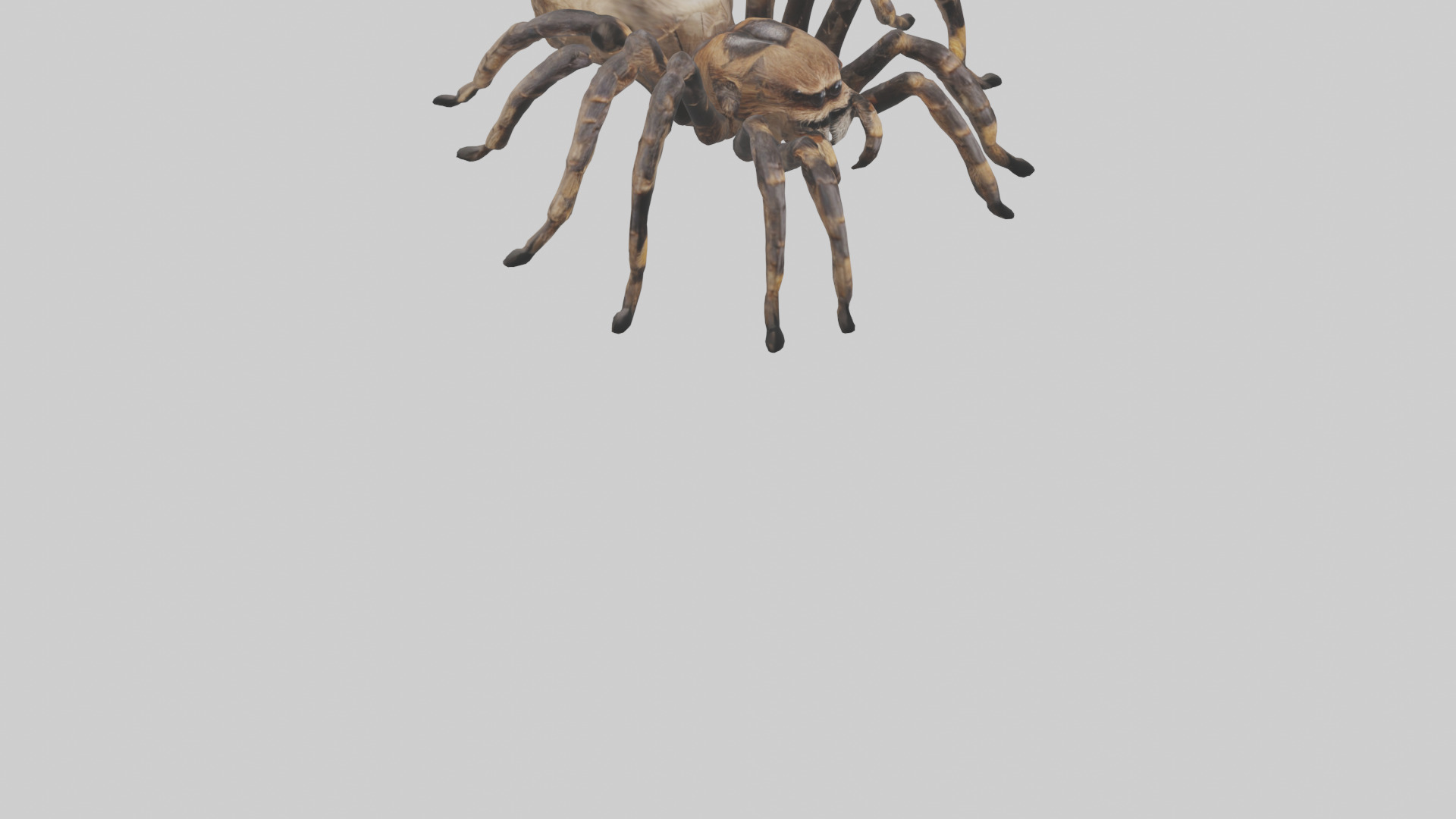 Tarantula Body Low-poly 3D model_8
