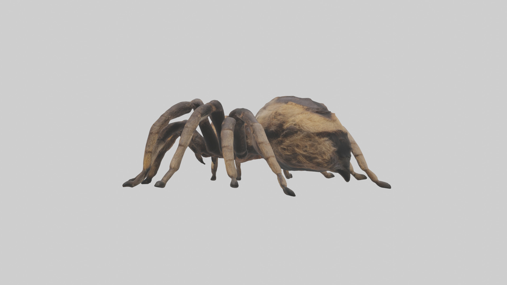 Tarantula Body Low-poly 3D model_3