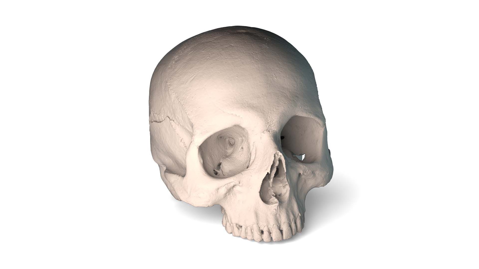 Real Ancient Human Skull Scan Low-poly 3D model_9