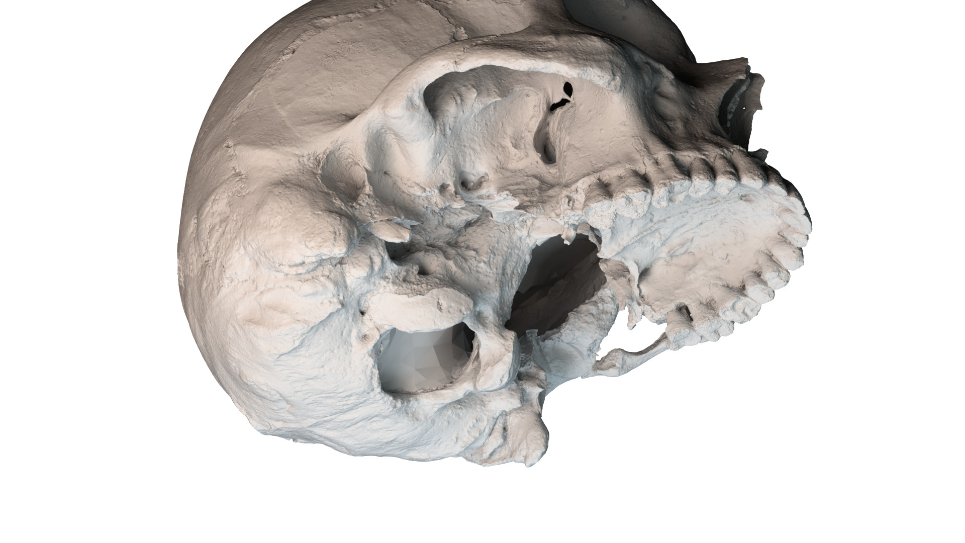 Real Ancient Human Skull Scan Low-poly 3D model_12