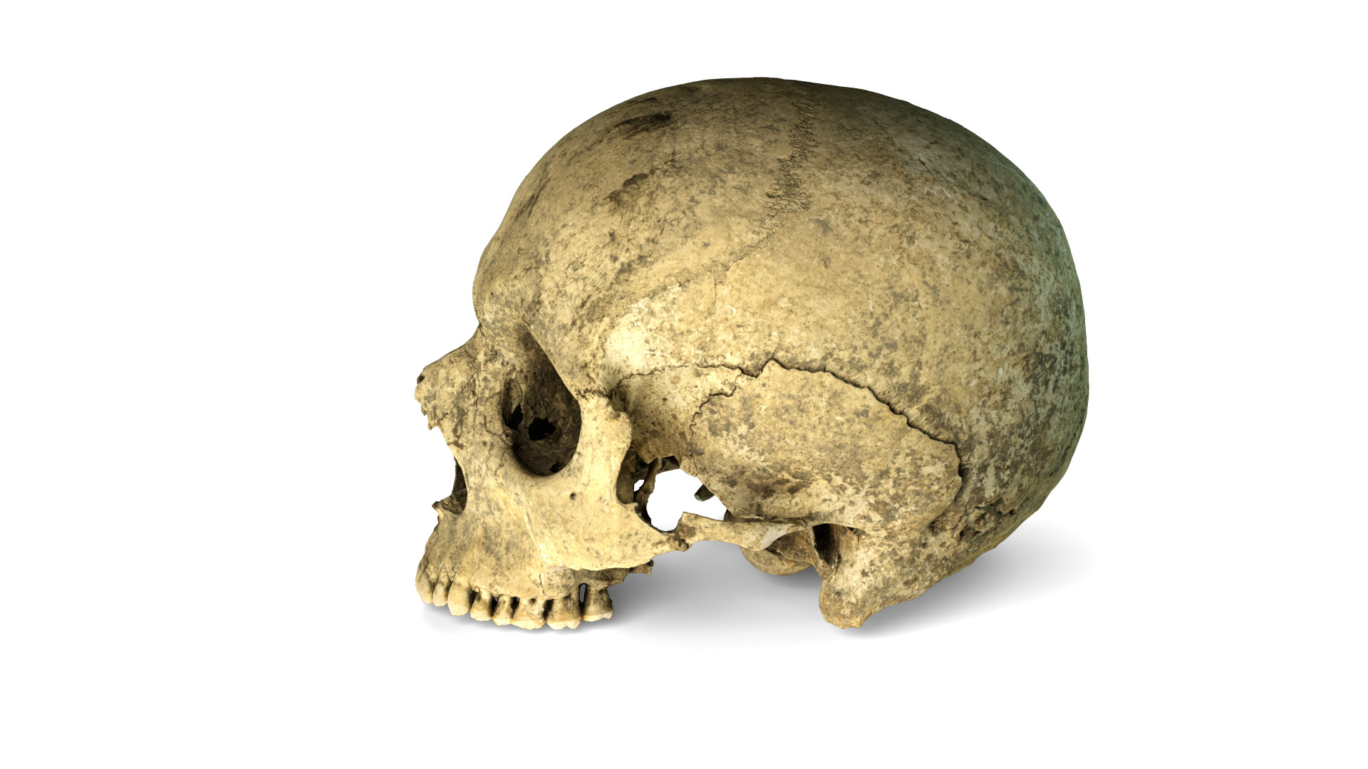 Real Ancient Human Skull Scan Low-poly 3D model_4