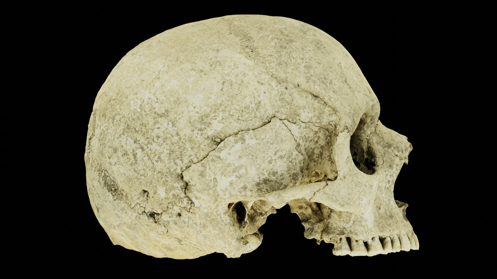 Real Ancient Human Skull Scan Low-poly 3D model_18