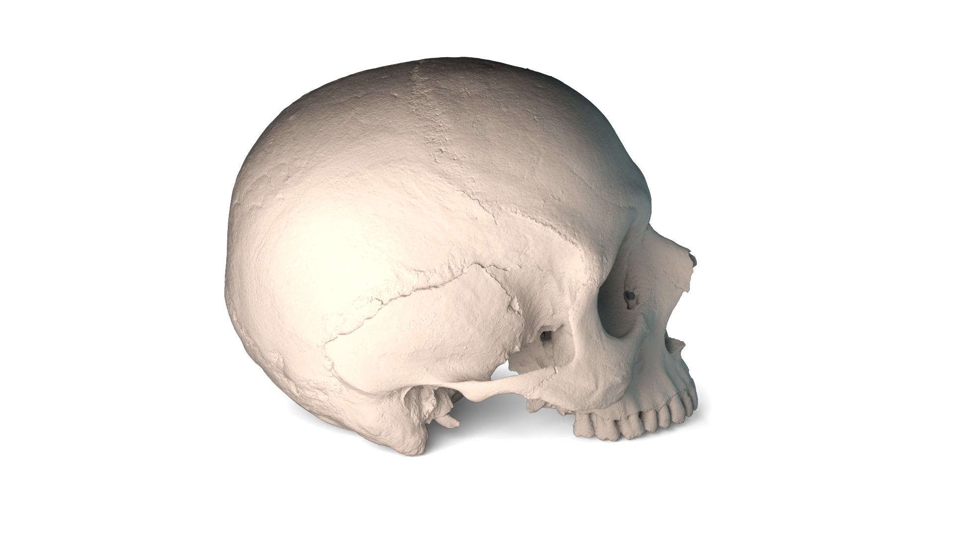 Real Ancient Human Skull Scan Low-poly 3D model_11