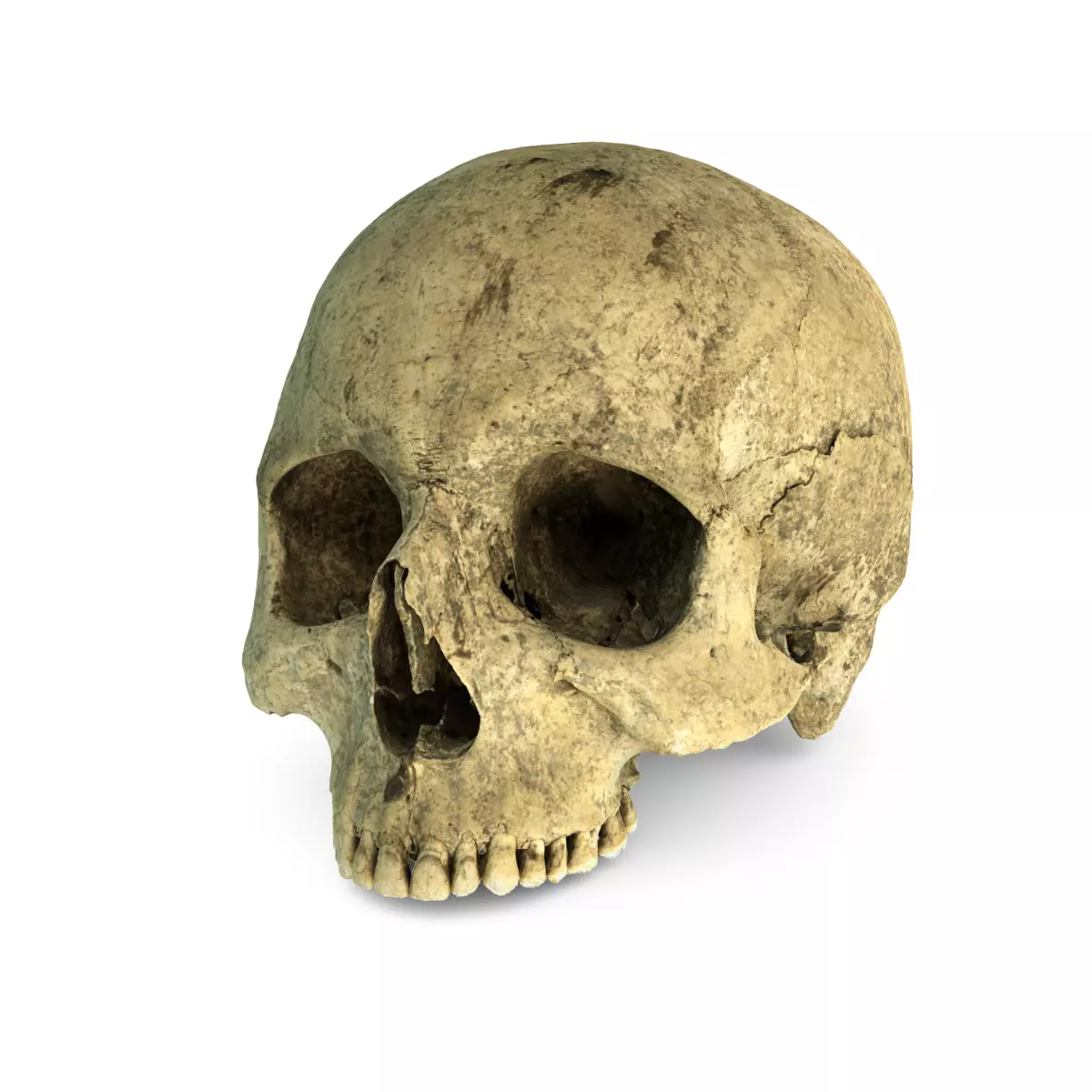 Real Ancient Human Skull Scan Low-poly 3D model_0