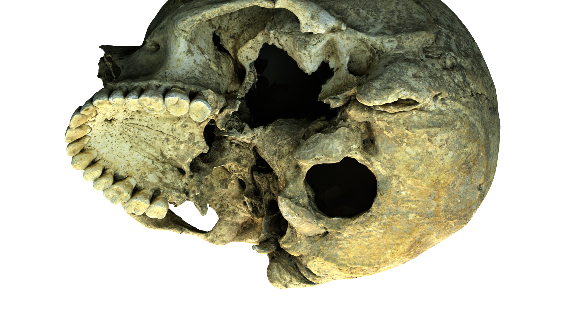 Real Ancient Human Skull Scan Low-poly 3D model_8