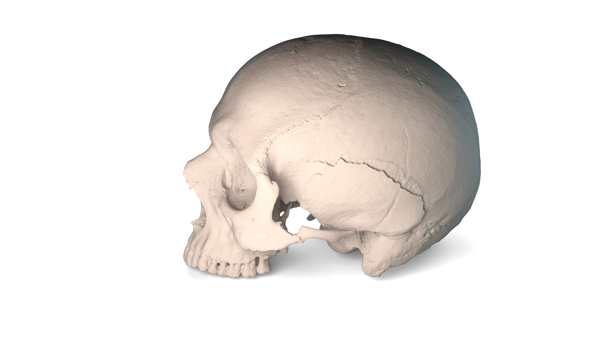 Real Ancient Human Skull Scan Low-poly 3D model_10