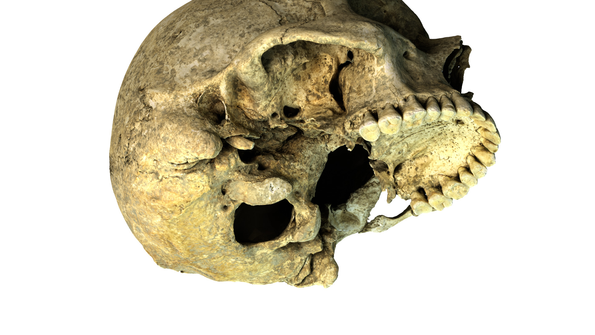 Real Ancient Human Skull Scan Low-poly 3D model_7