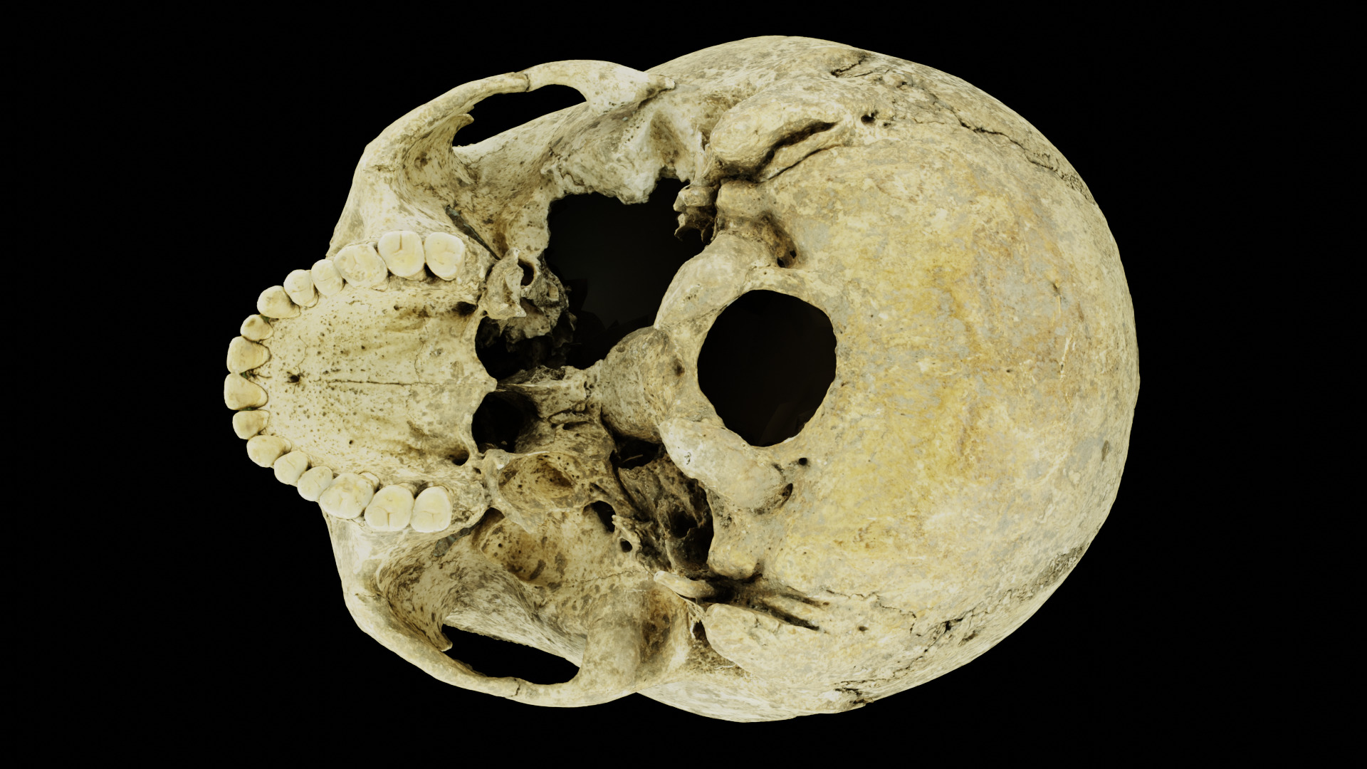 Real Ancient Human Skull Scan Low-poly 3D model_21