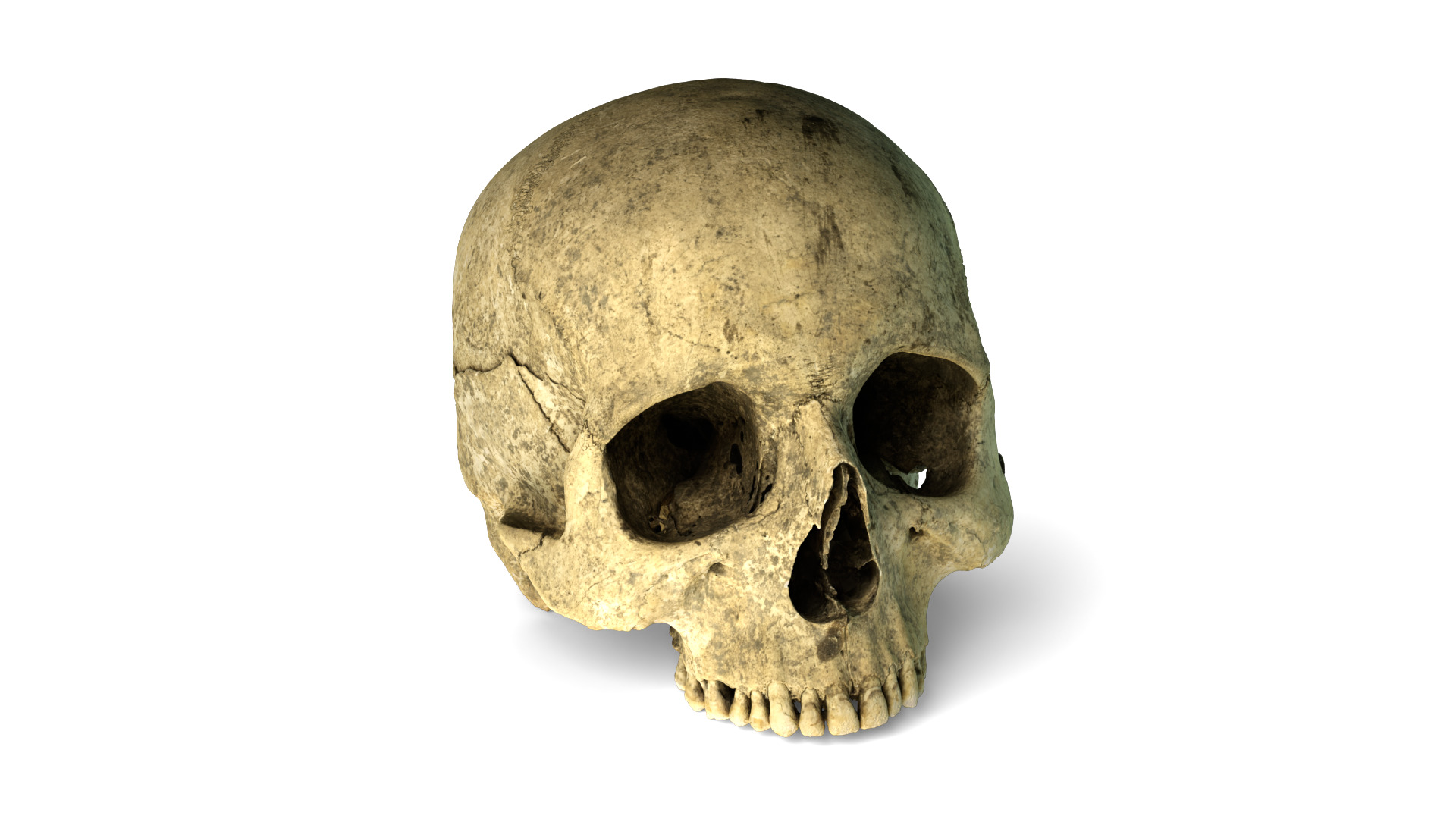 Real Ancient Human Skull Scan Low-poly 3D model_3