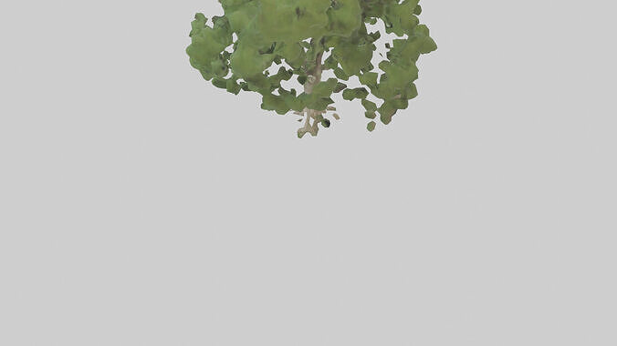 Sycamore tree model 3D model 6