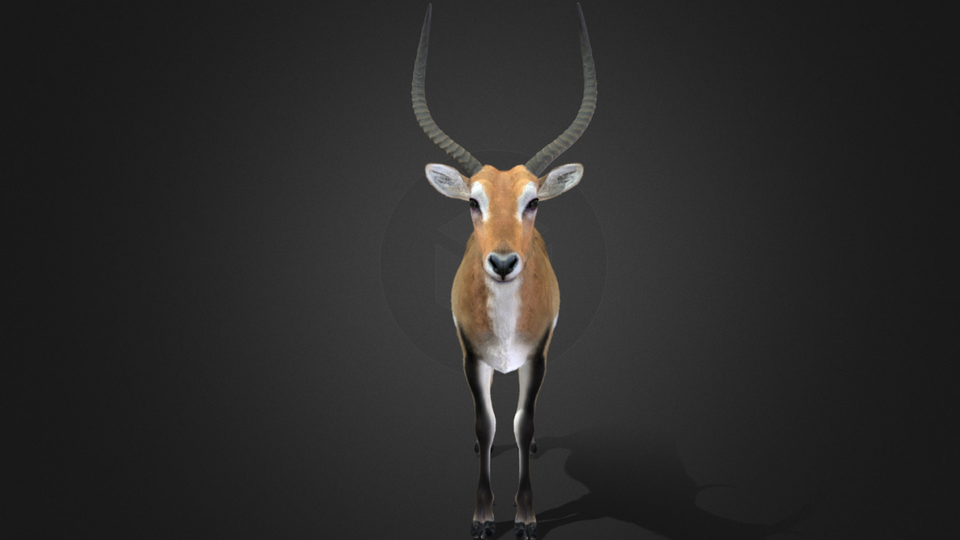 Lechwe Antelope Realistic Animated 3D model_9