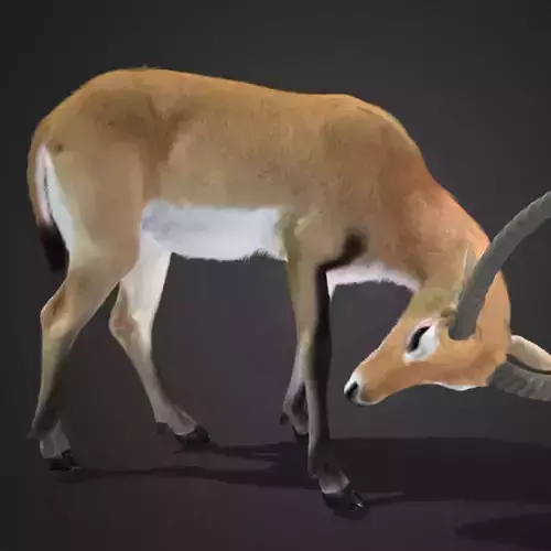 Lechwe Antelope Realistic Animated 3D model