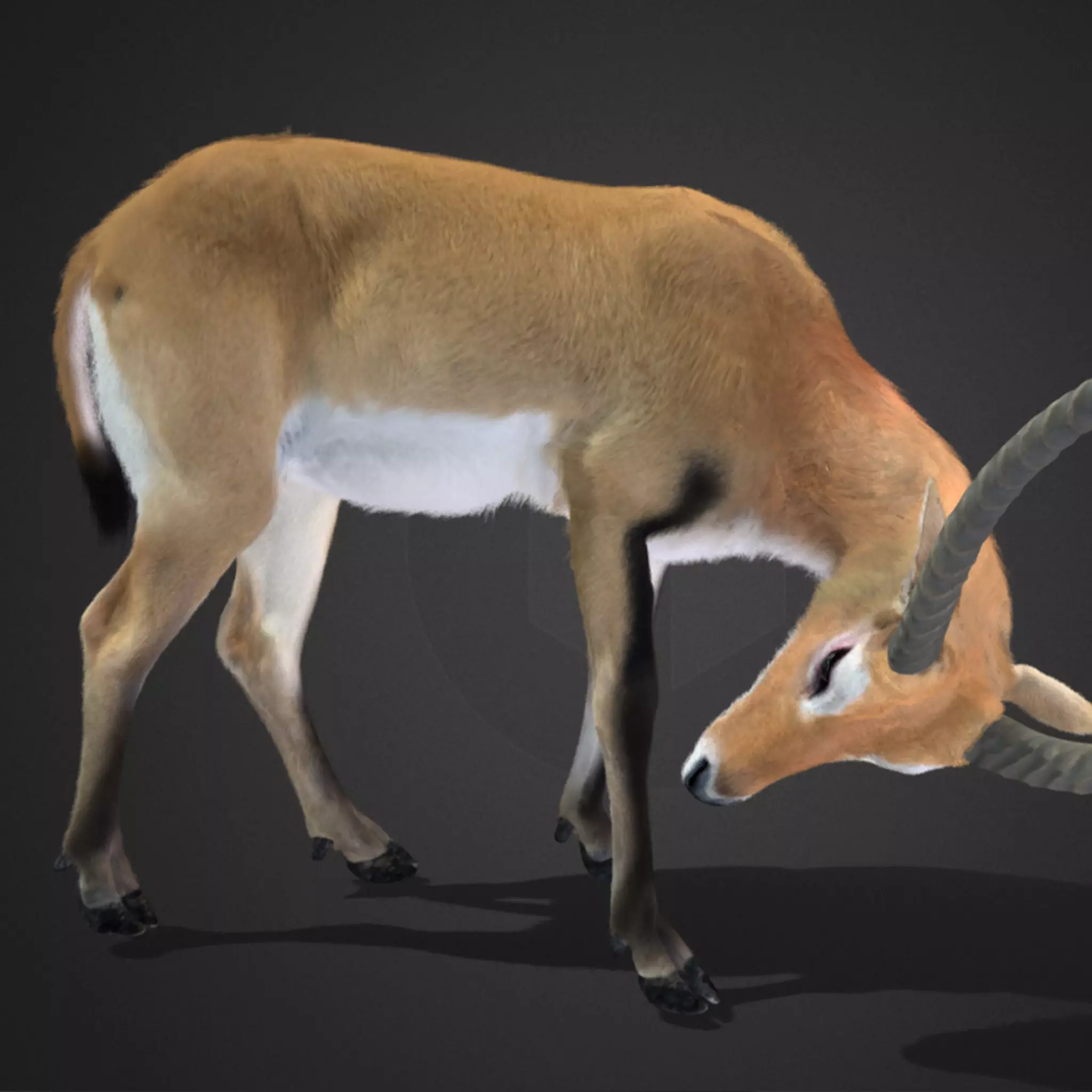 Lechwe Antelope Realistic Animated 3D model_0