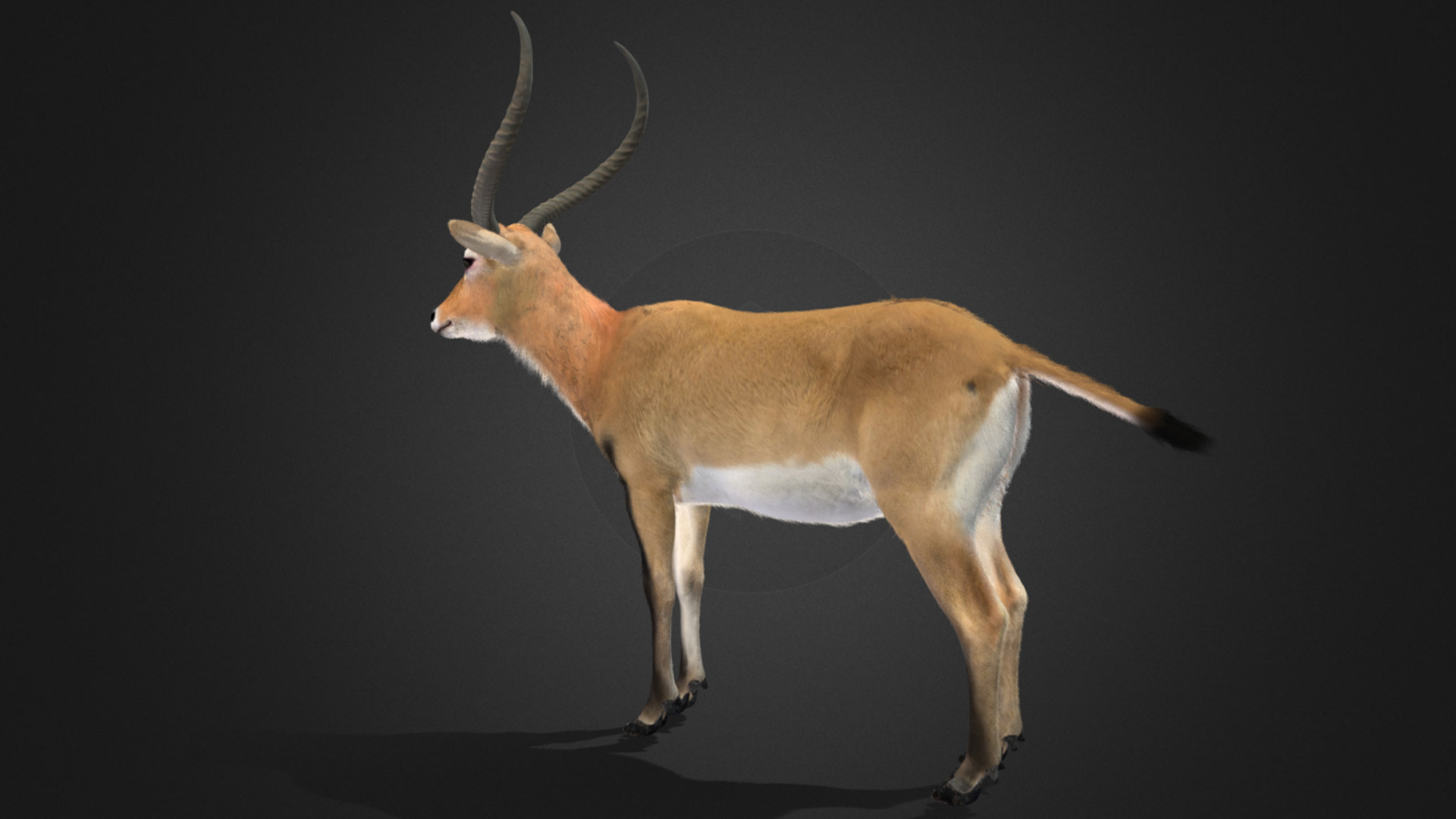 Lechwe Antelope Realistic Animated 3D model_12