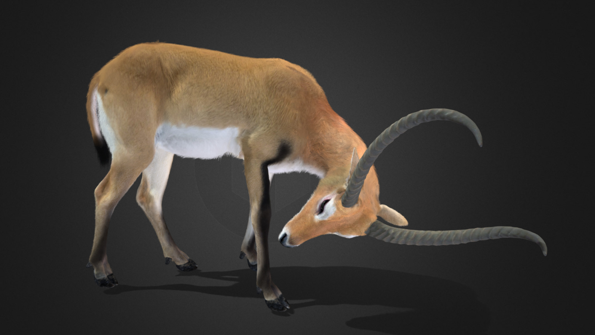 Lechwe Antelope Realistic Animated 3D model_3