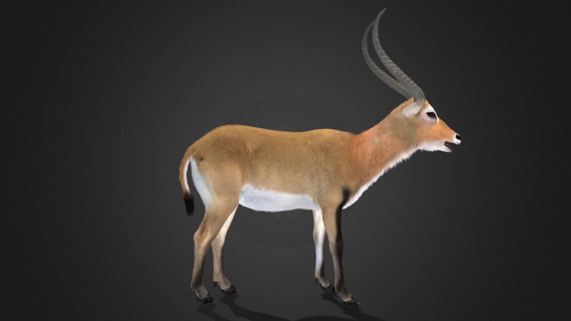 Lechwe Antelope Realistic Animated 3D model_8