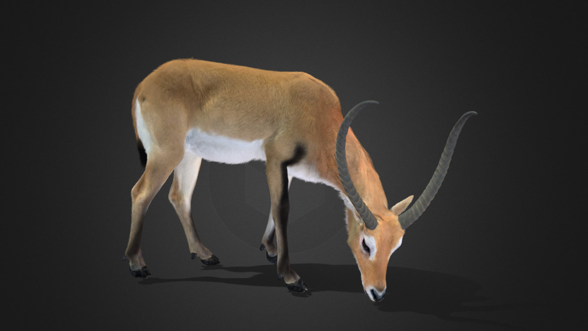 Lechwe Antelope Realistic Animated 3D model_6