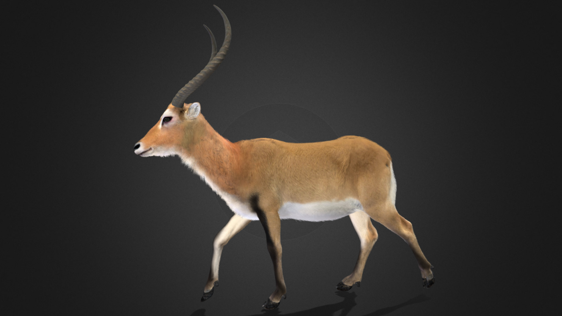 Lechwe Antelope Realistic Animated 3D model_4
