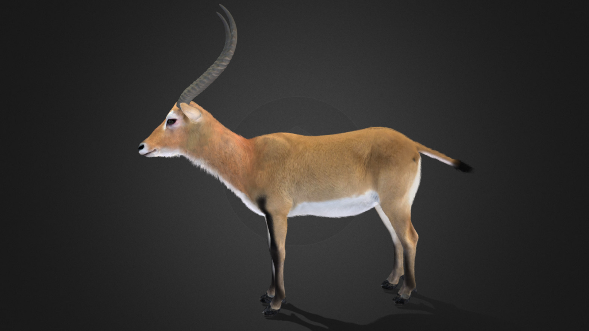 Lechwe Antelope Realistic Animated 3D model_13