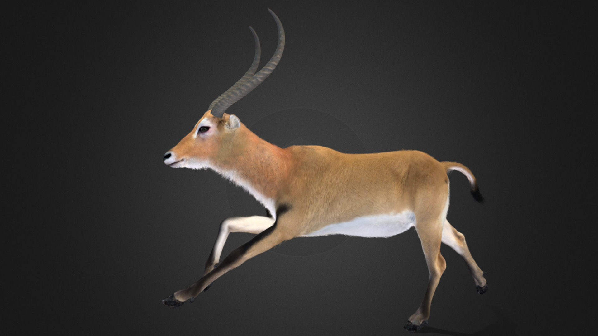 Lechwe Antelope Realistic Animated 3D model_5