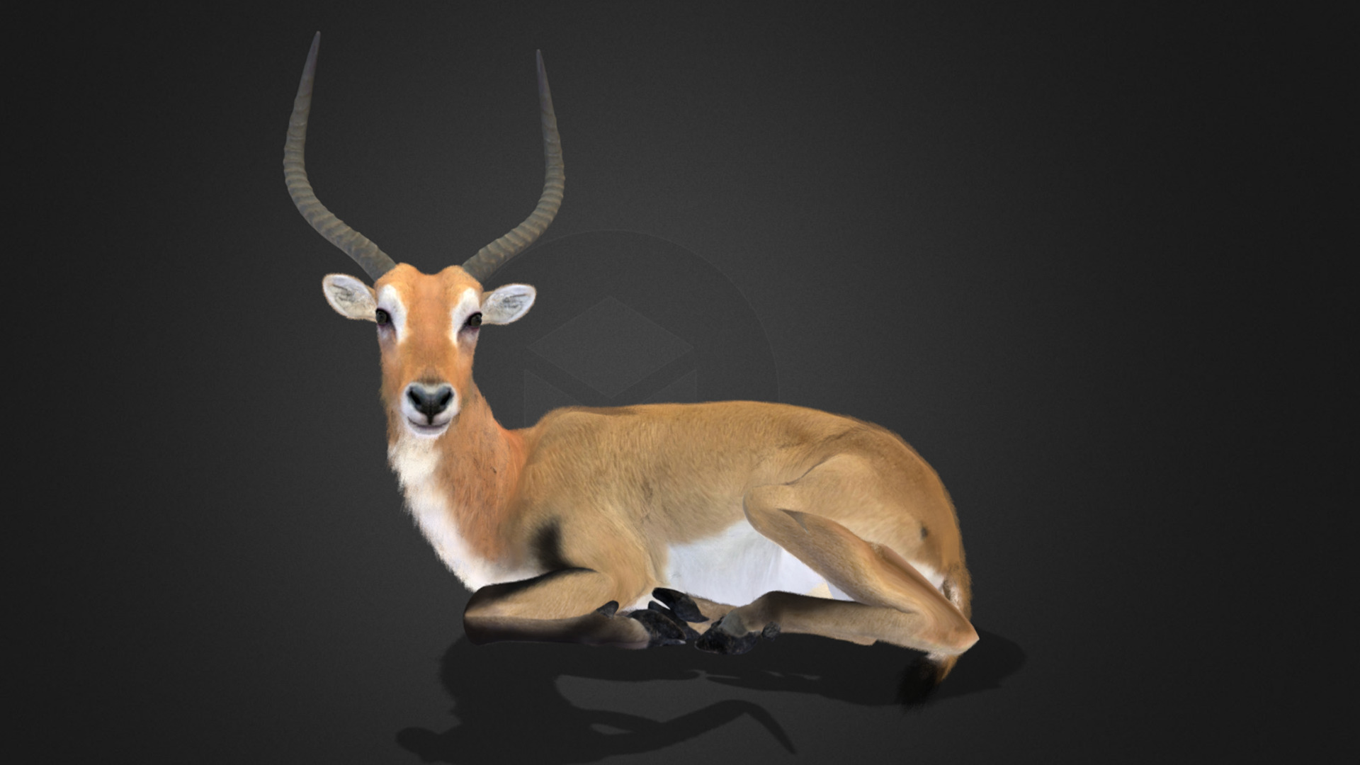 Lechwe Antelope Realistic Animated 3D model_2