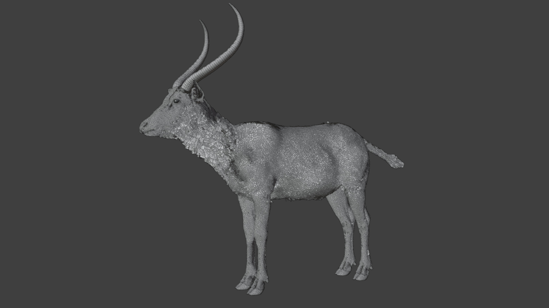 Lechwe Antelope Realistic Animated 3D model_16