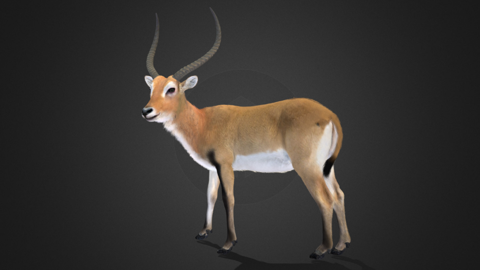 Lechwe Antelope Realistic Animated 3D model_7