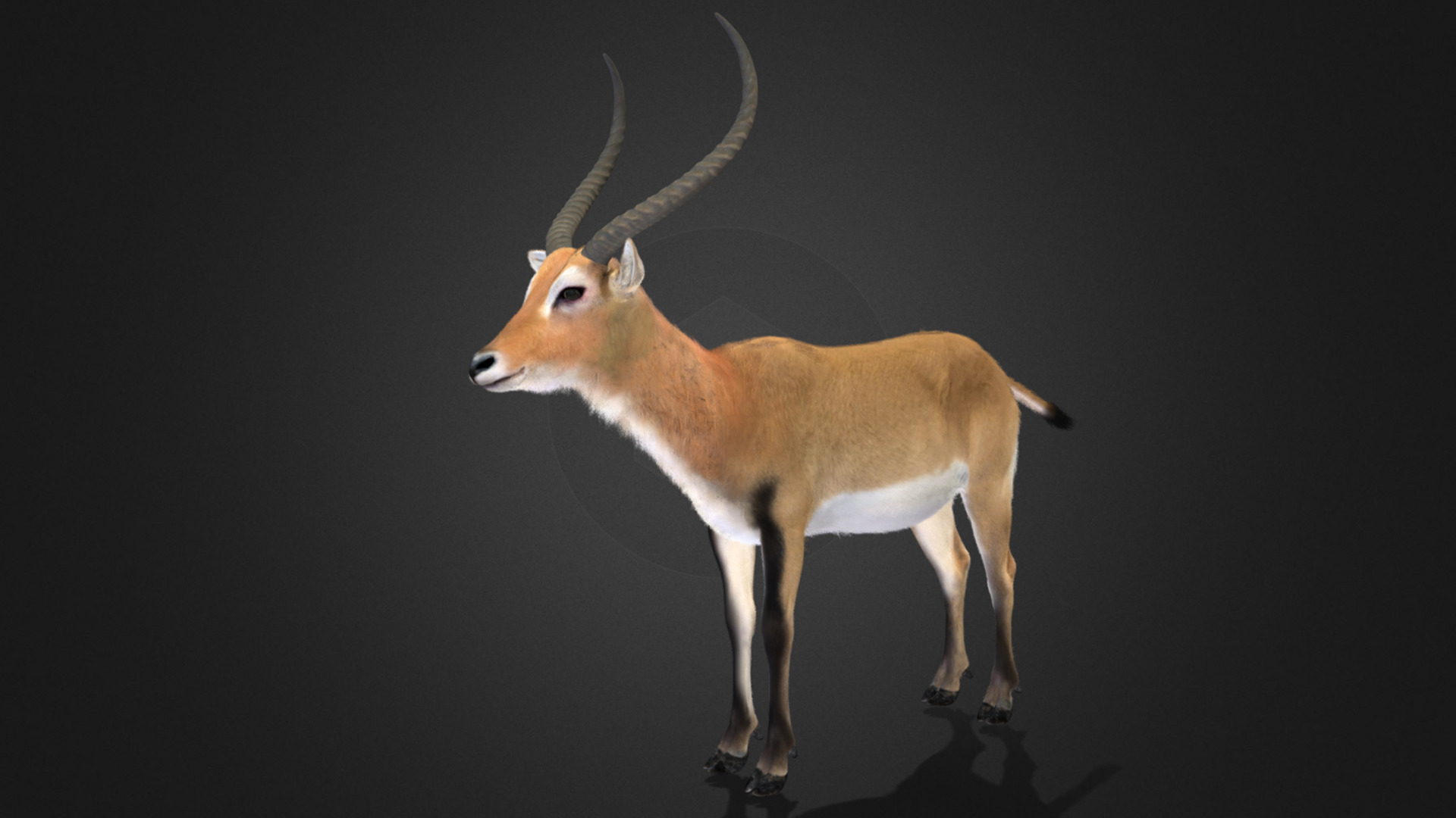Lechwe Antelope Realistic Animated 3D model_11