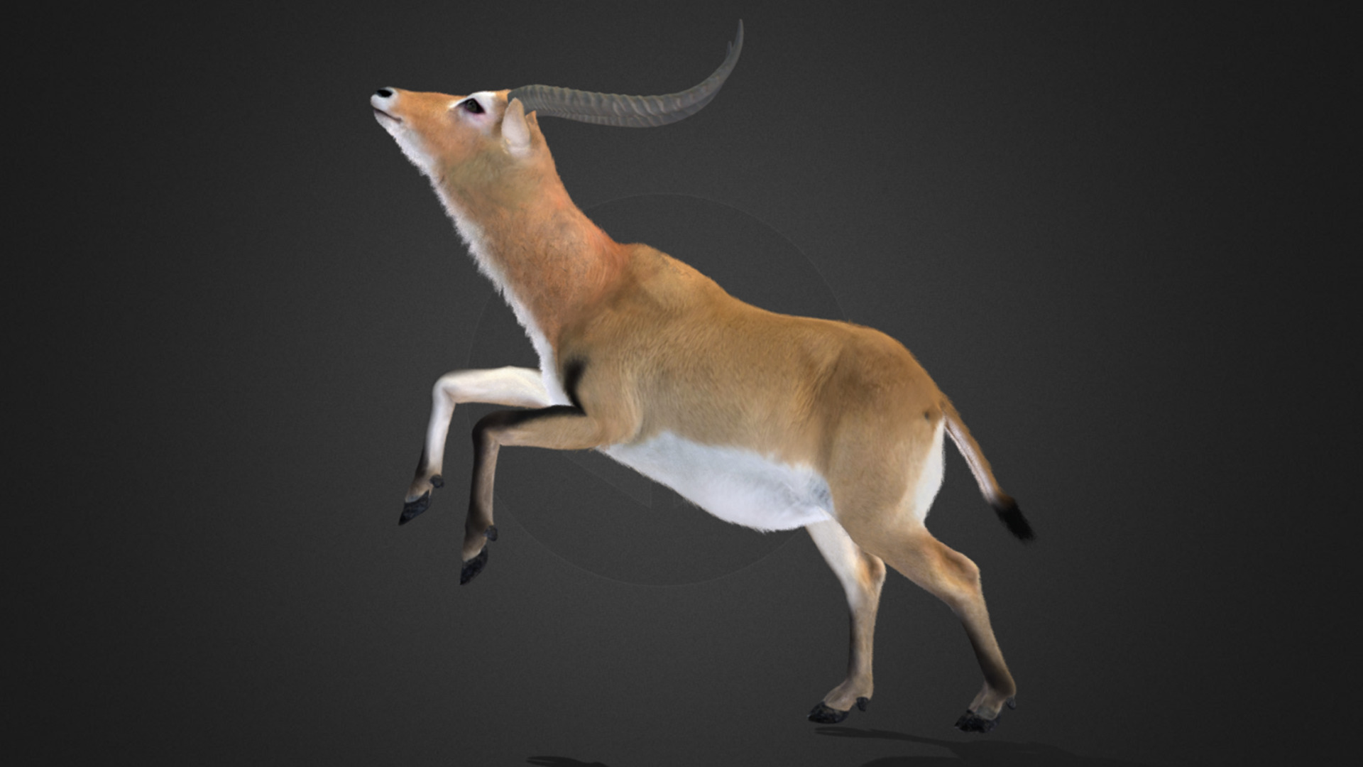 Lechwe Antelope Realistic Animated 3D model_10