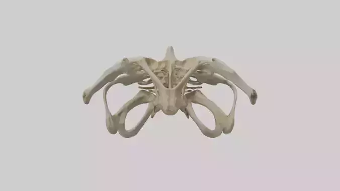 Lion Pelvis