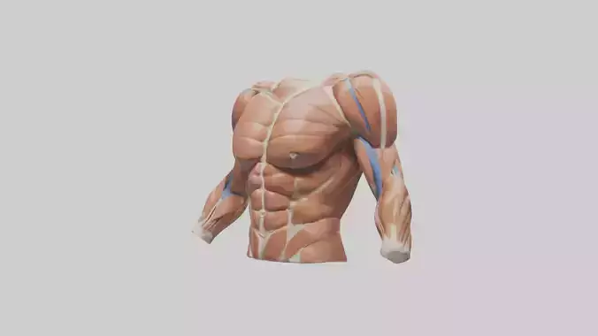 Human Deltoid Muscle Model 2 3D model